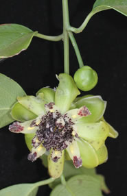 Austrobaileya scandens